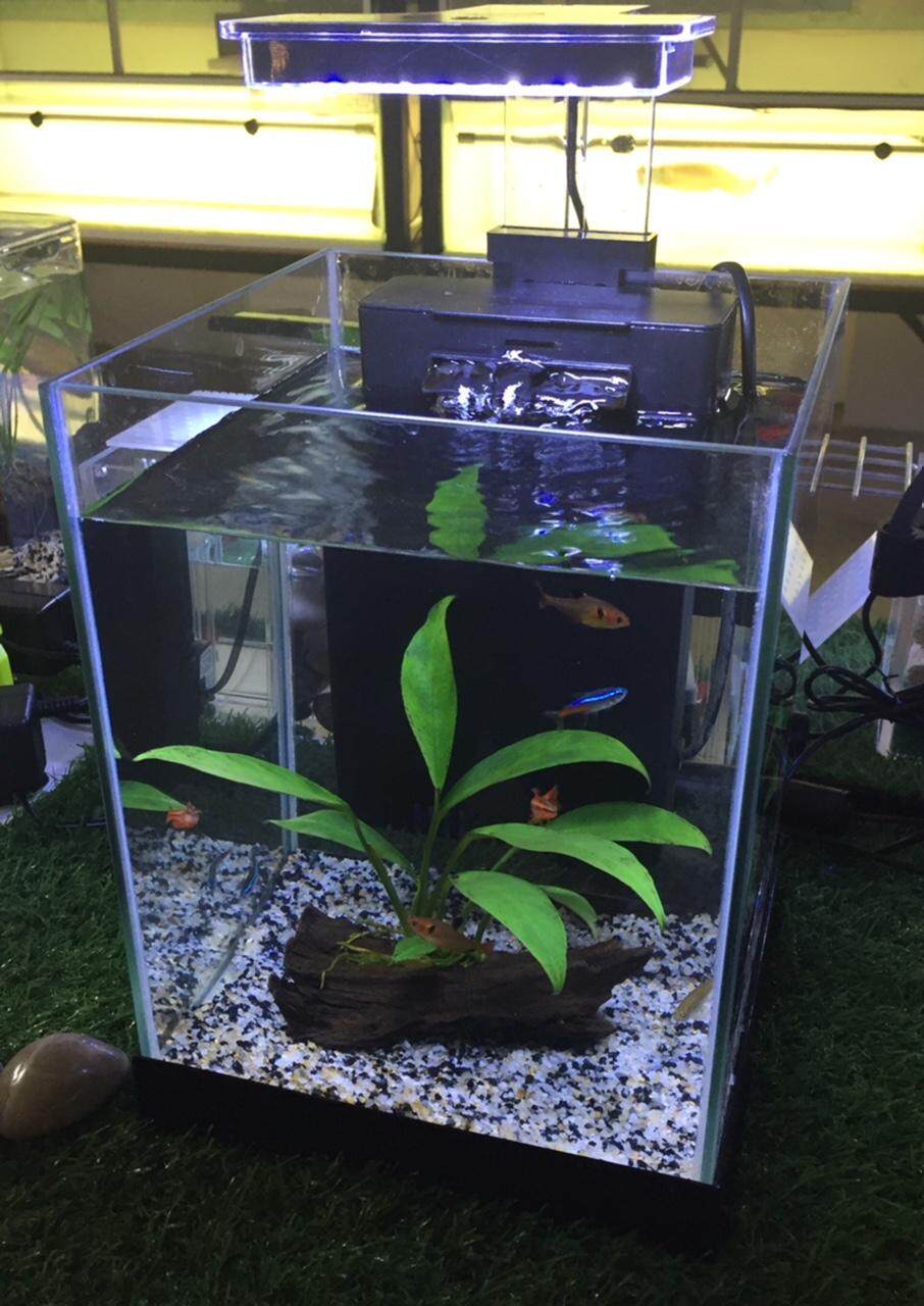 All In Full Package Aquascape Mini Tank Set 10l Lazada