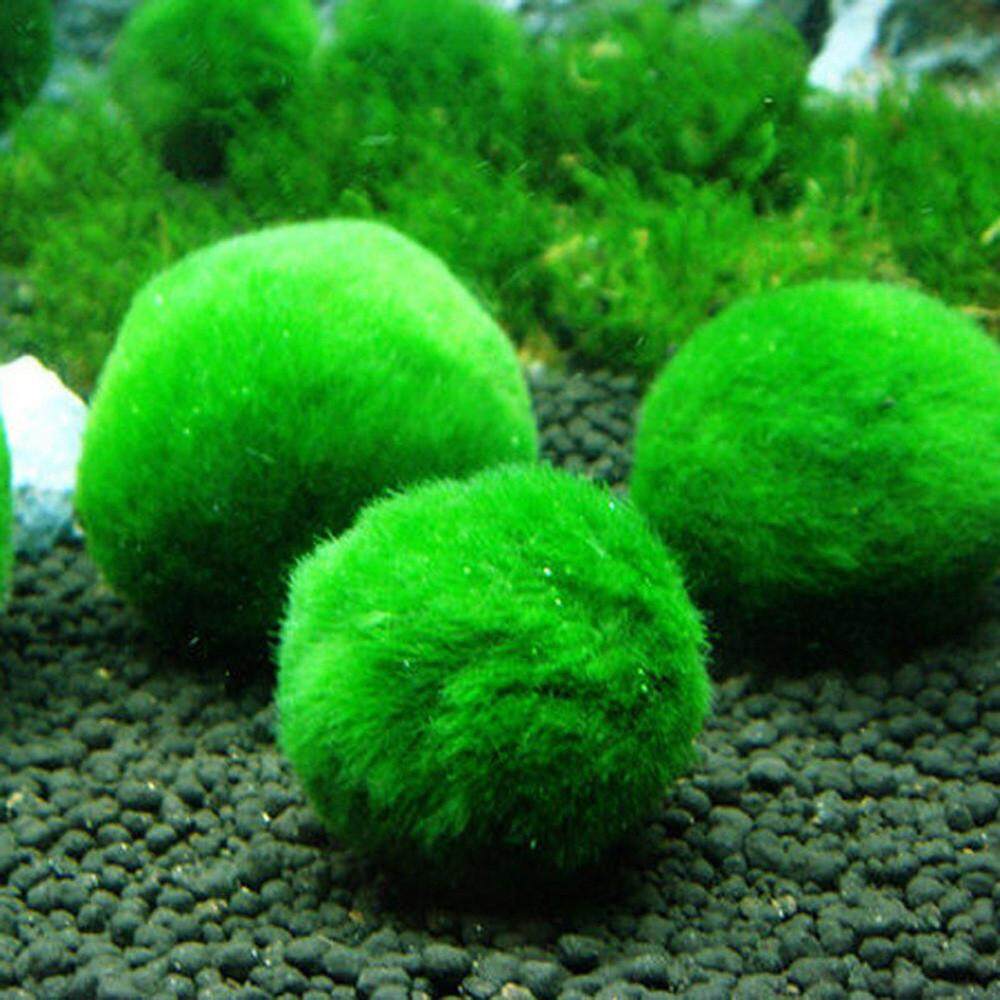 - Natural Green Moss Balls Water Purification Decorative Fish Shrimp Tank Aquatic Plant Ornament Kcpolre Marimo Moss Balls Live 4 4cm/1.57inch