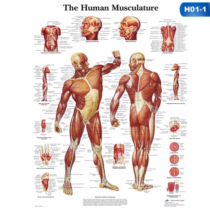 Human Body Muscle Anatomy System Poster Anatomical Chart Educational Poster Lazada Singapore