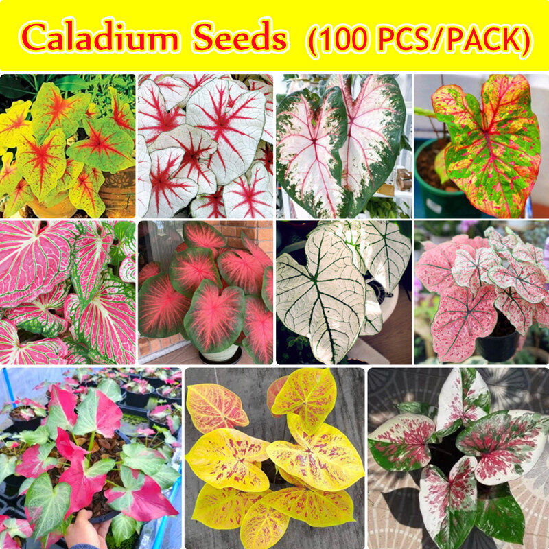 150 seeds Thailand Caladium Bonsai Perennial Rainbow Flower Home Garden Plant 
