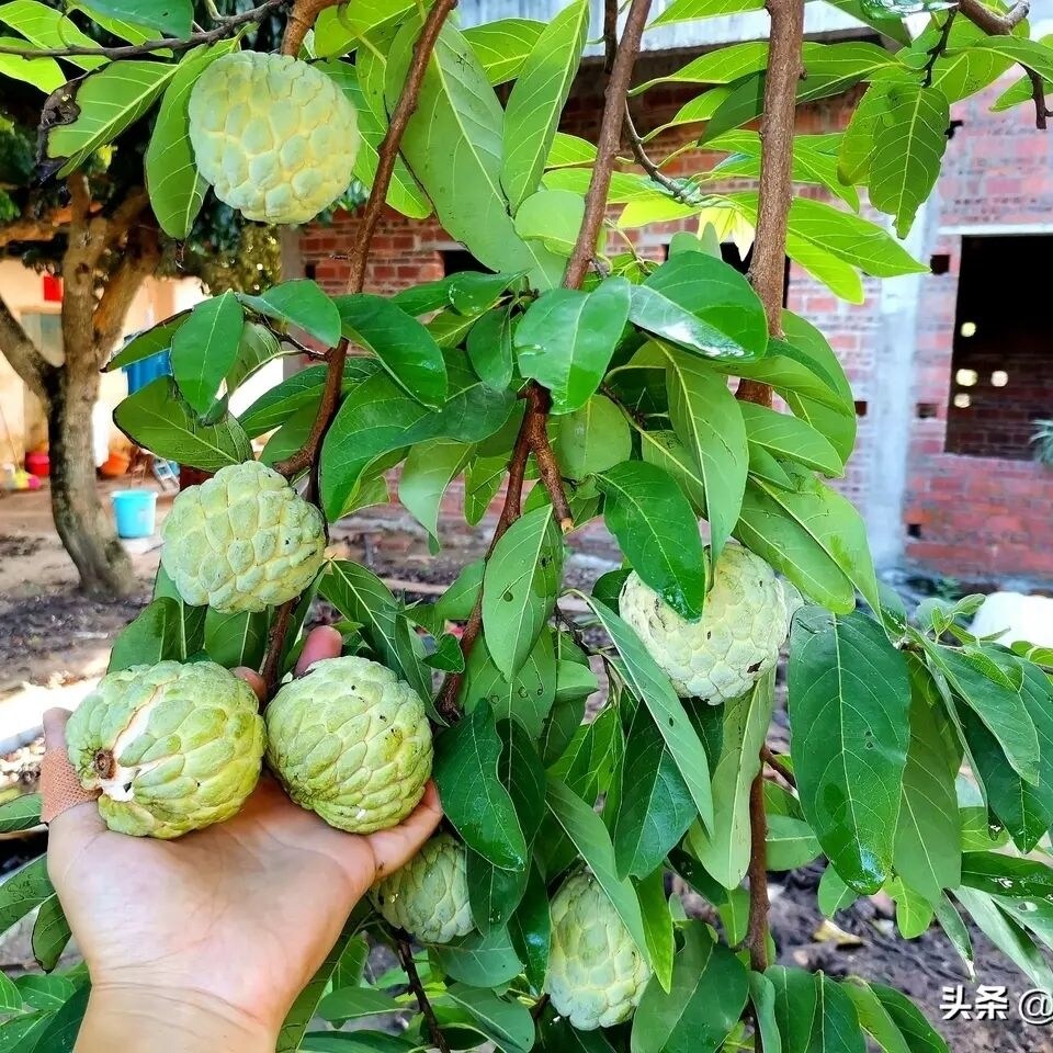 Custard Apple Seedlings Price & PromotionJul 2023BigGo Malaysia