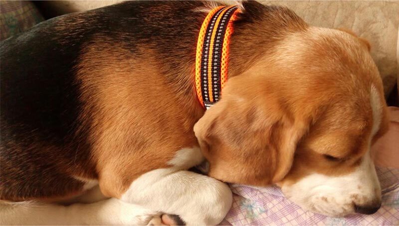 vòng cổ chó có thể điều chỉnh truelove, vòng cổ chó bằng vải lưới nylon phản quang để huấn luyện chó ngoài trời thoải mái 10