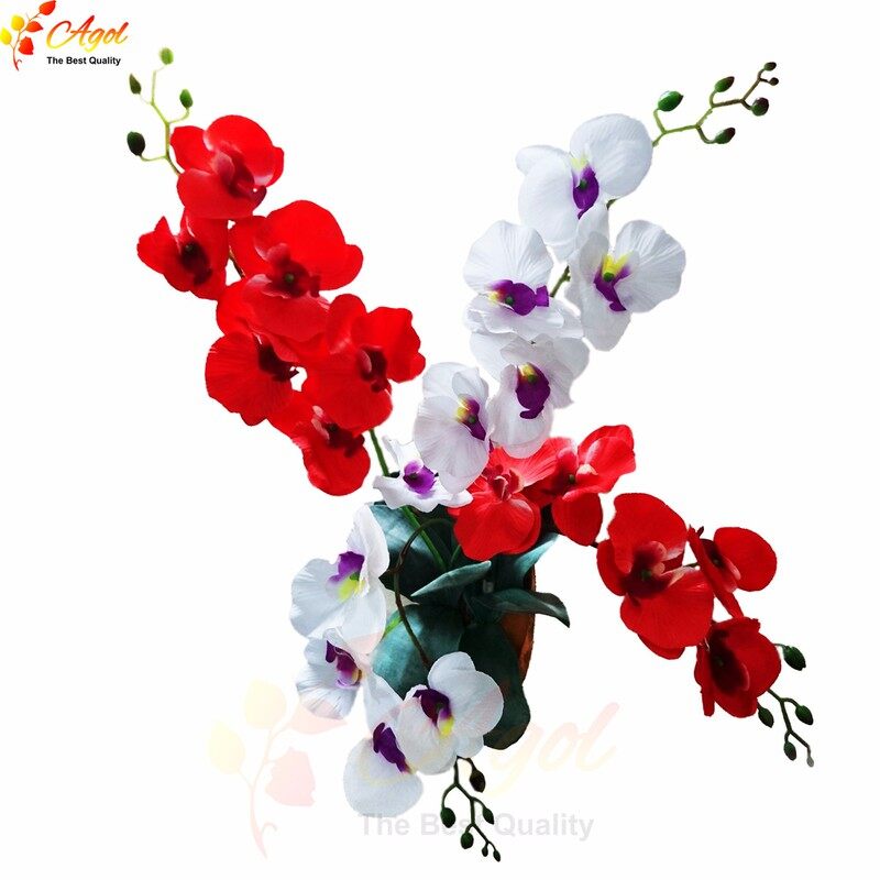 Lan treo tường tím 2