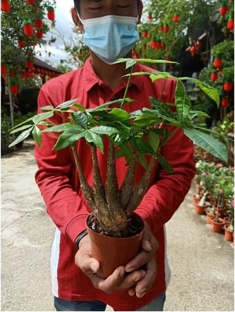 【GW】 Pachira 佛手发财树 | Chinese New Year Plant | 新年树 Harga  48 Ringgit*Penghantaran Percuma