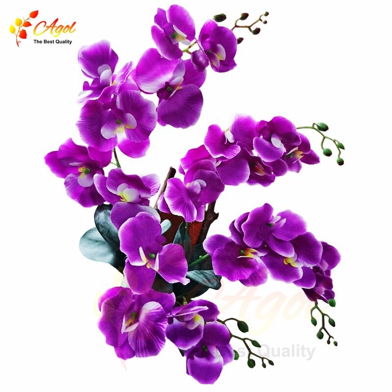 Lan treo tường tím 1