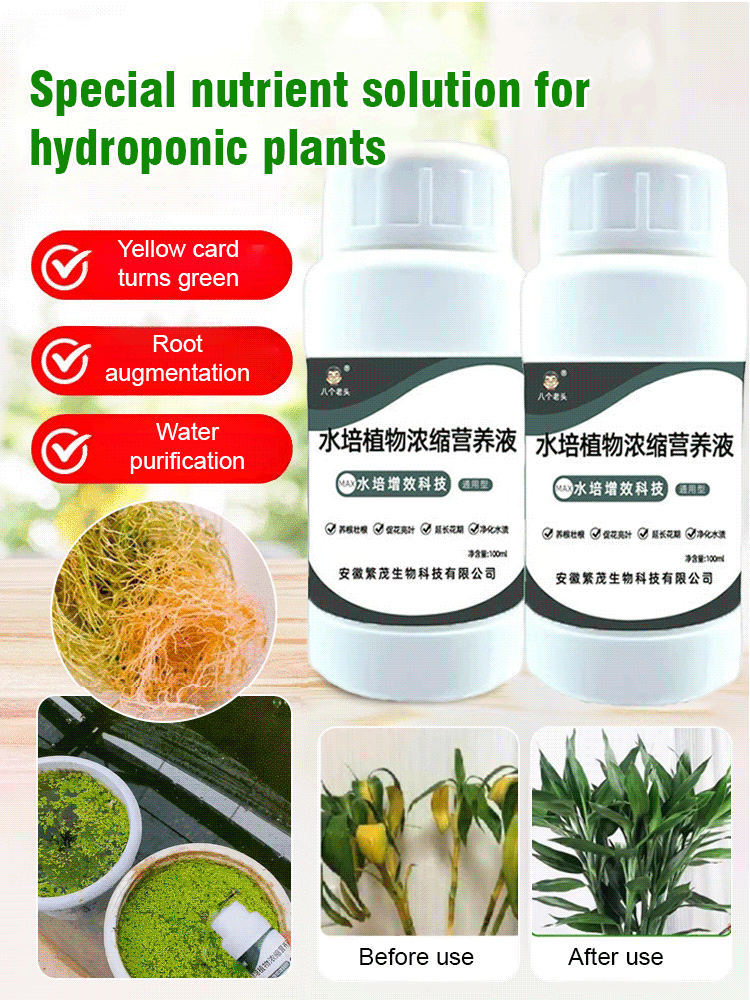chia plant leaves Chia Seeds - For 2026 Planting Salvia Hispanica Herb Purple White