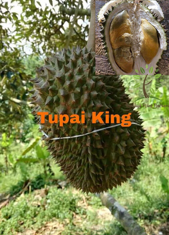 Durian tupai king