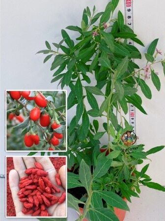 【GW】🌿Goji Berry Plant🌿枸杞🌿Lychium Chinense🌿Wolfberry🌿Fuit Tree Harga  48 Ringgit*Penghantaran Percuma