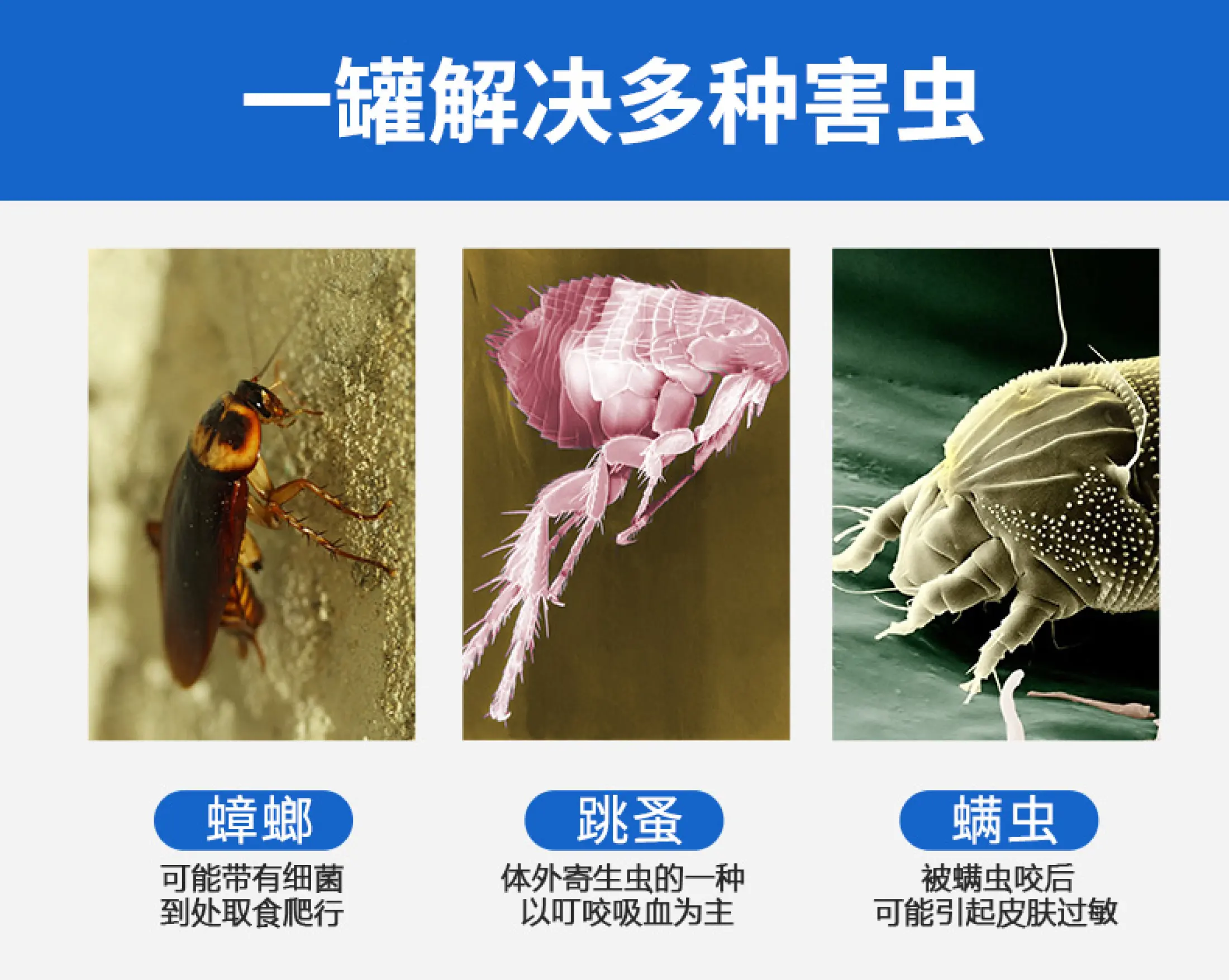Japan Ansu Hong Asi Insecticidal Aerosol In Addition To Fleas To Repel Mites Bombs And Cockroaches Home Pest Control Artifact Lazada Singapore