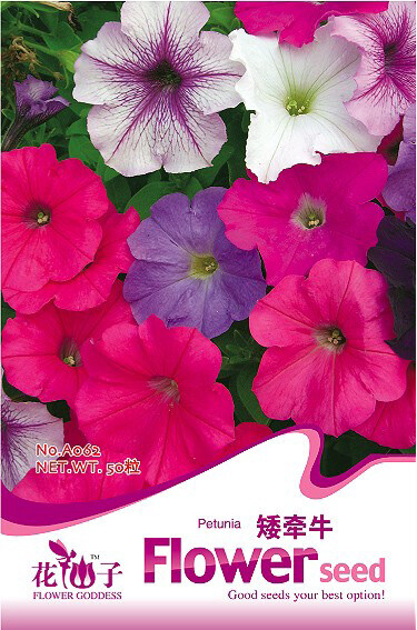 Original Package 100 Petunia Seeds Petunia Hybrida Morning Glory A062 