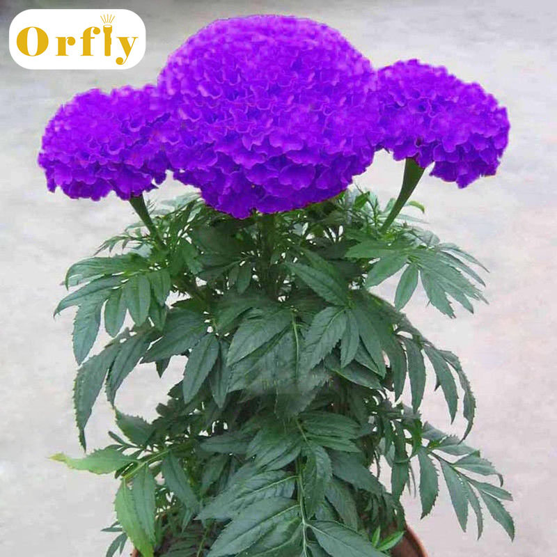 Một túi 100 hạt cúc vạn thọ màu tím trồng trong trang trại