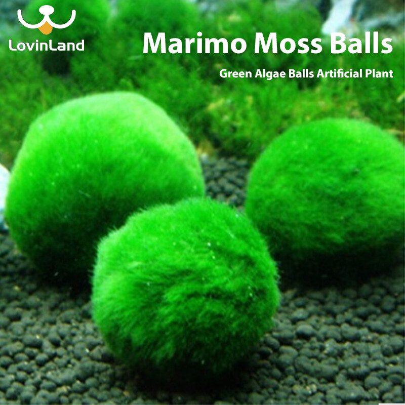Lovinland viên rêu marimo viên tảo bể cá tôm trang trí bể cá viên tảo xanh mô phỏng bể cá
