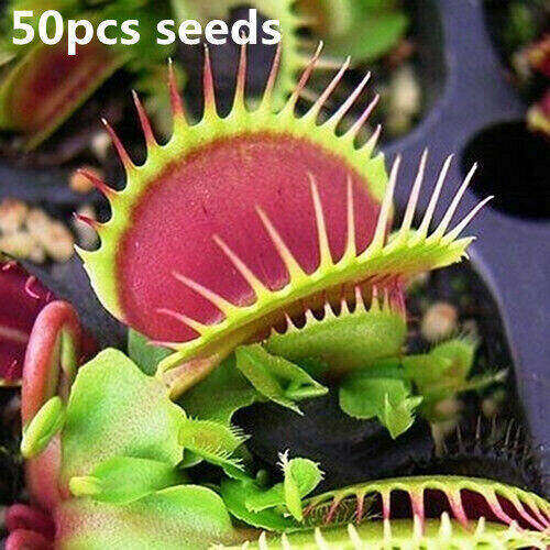 50 cái Venus cây vui nhộn flytrap-Bẫy Ruồi- Cây Ăn Thịt cây cảnh trồng vườn ban công vui nhộn