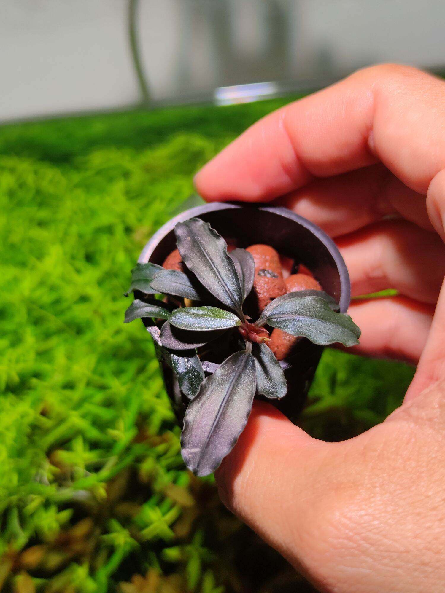 【超希少種】Bucephalandra sp. Brownie Ghost 2015 Bucephalandra sp. 