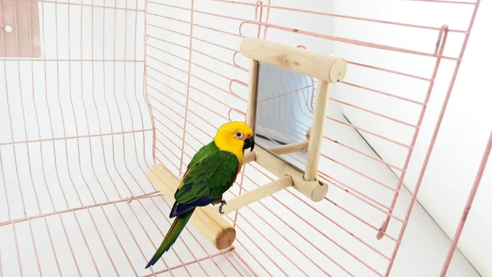 bird toys and accessories