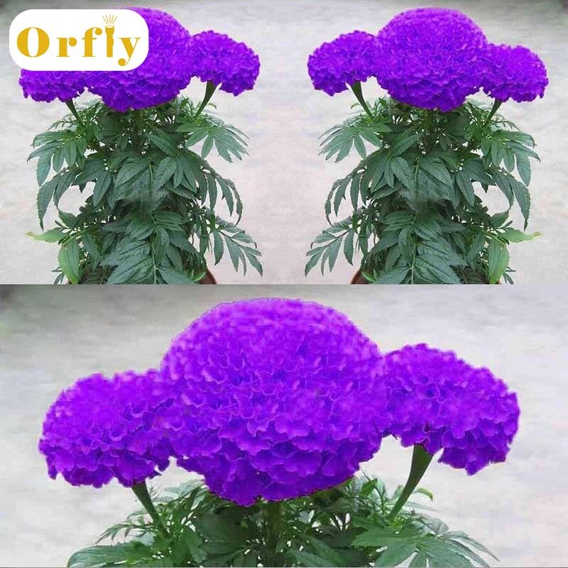 Một túi 100 hạt cúc vạn thọ màu tím trồng trong trang trại