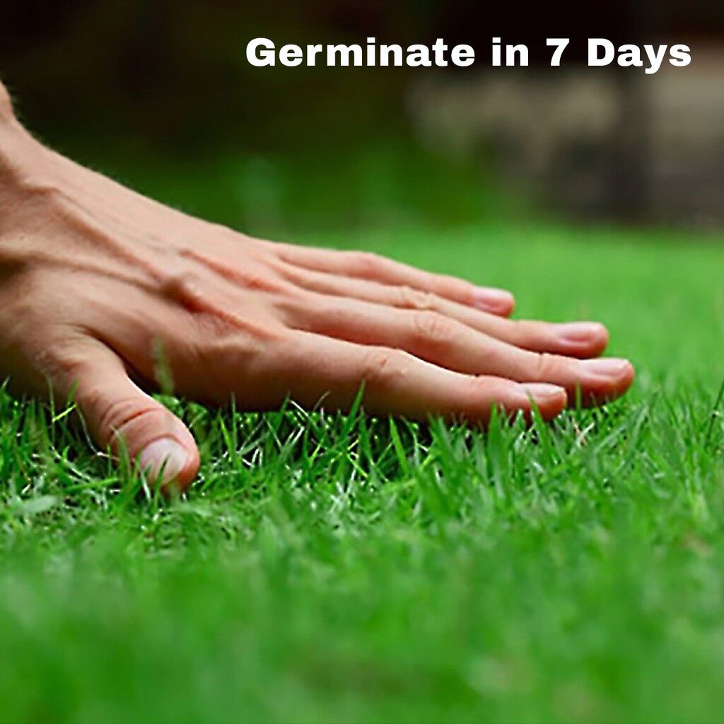 Hancock's Common Bermuda Grass Seed Coated Unhulled