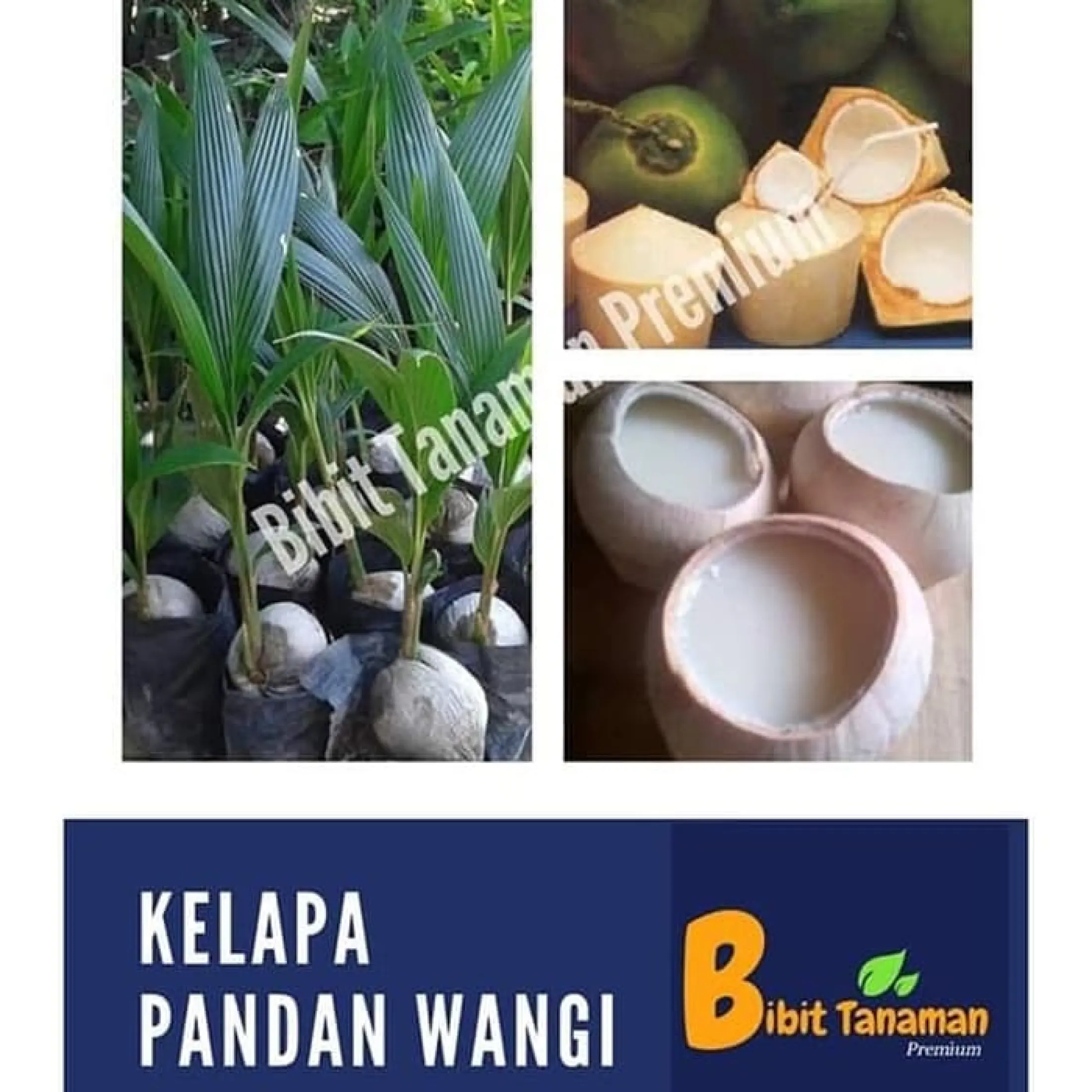 V1C Bibit Kelapa Pandan Wangi Beraroma Khas Pandan (Bibit Tanaman 