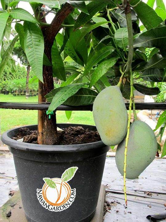 [Best Buy] Pokok MANGGA CHONK ANAN boleh berbuah lebat dalam pasu (มะม่วงโชคอนันต์) Mango Ori Thailand/ Live Plant #manggaori #balconygarden Harga  48 Ringgit*Penghantaran Percuma