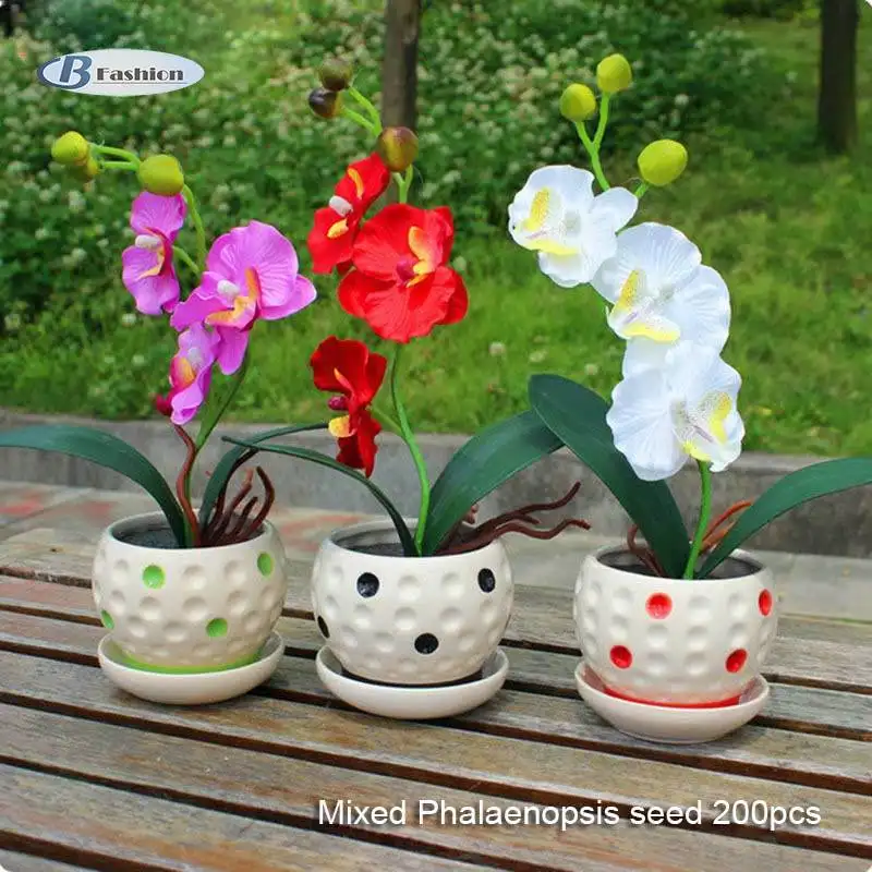 B F 200 Pcs Set Phalaenopsis Orchid Seeds Mixed 22 Types Balcony Garden Potted Bonsai Plants Flower Seed Lazada Ph