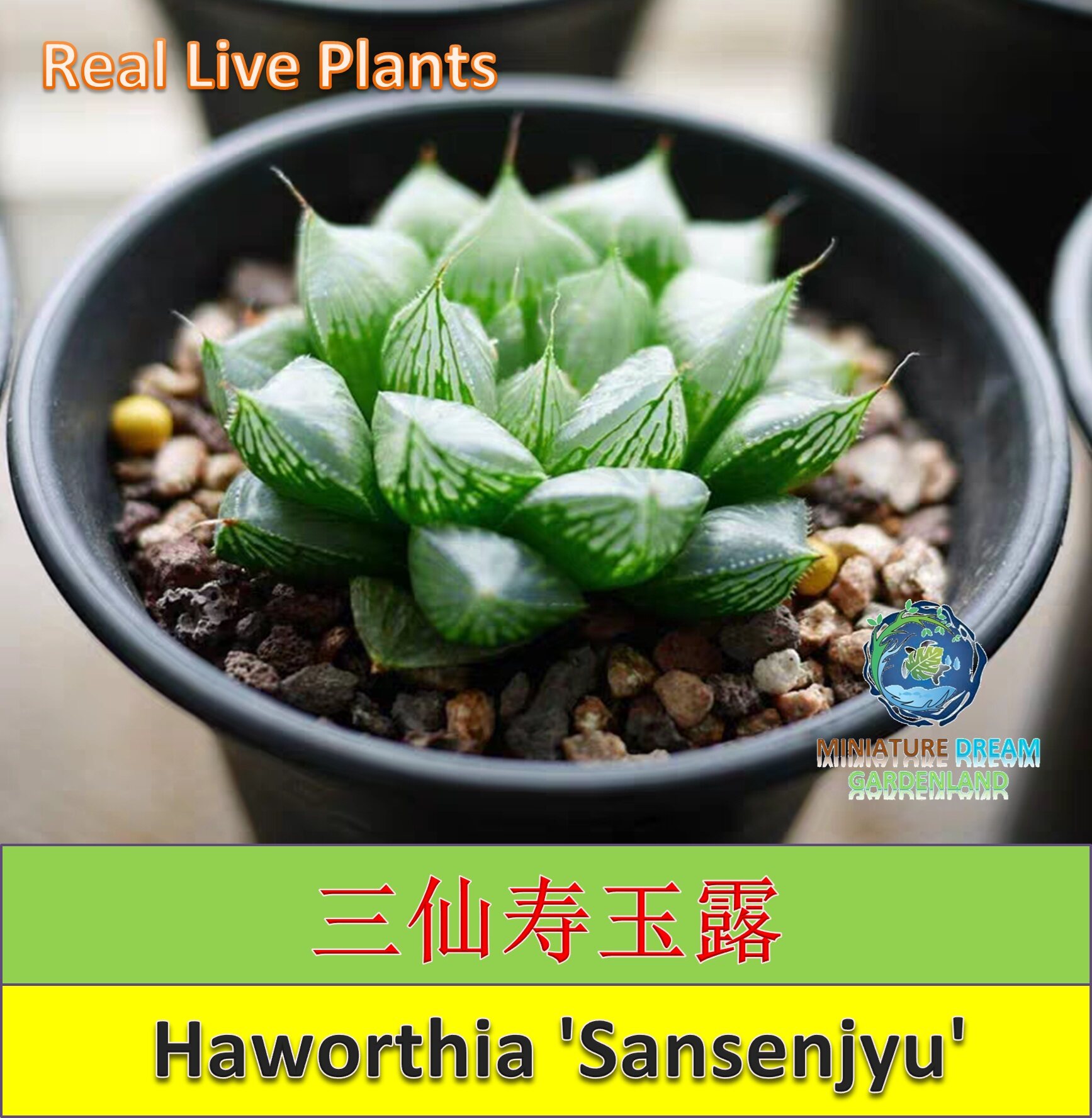 アロエTCTハイブリッド 親株 子株3ヶ付 検 Lionfish苗 アロエ