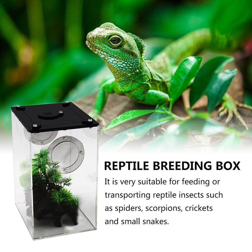 Reptile Feeding Box Transparent Panorama Insect Breeding Box Snake