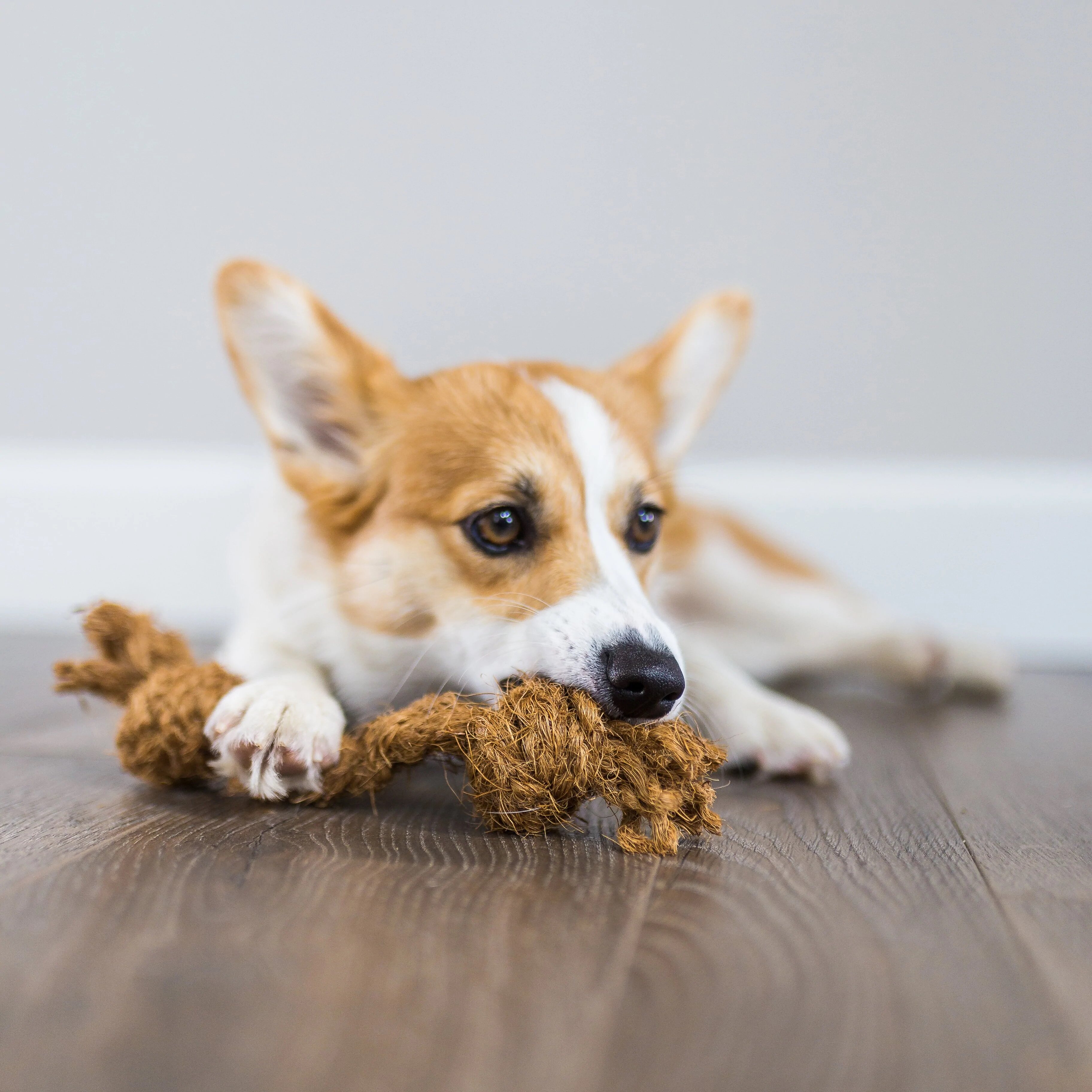 Coconut fiber 2024 dog toy