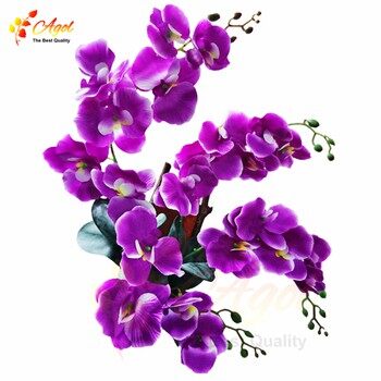 Lan treo tường tím