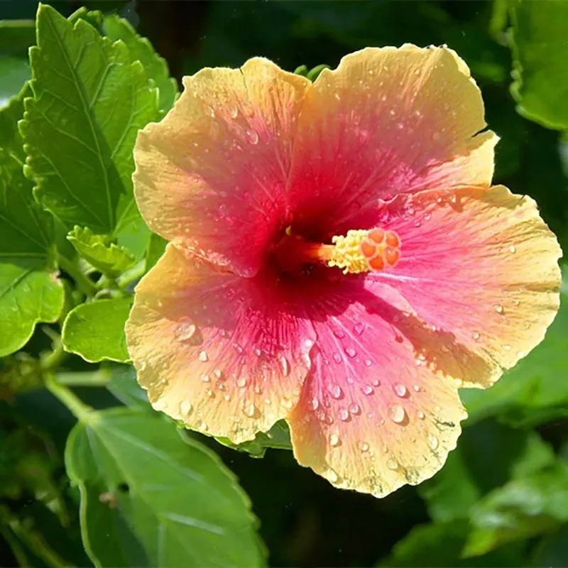 60pcs Beautiful Japan Hibiscus Flower Seeds Hibiscus Seed Bonsai Plant Lazada Ph