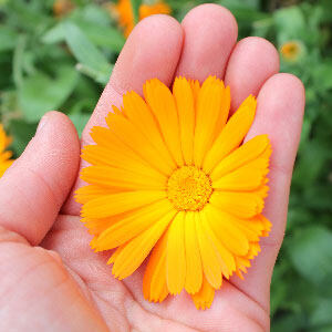 hand picked calandula flower for use in boiron homeopathic remedies