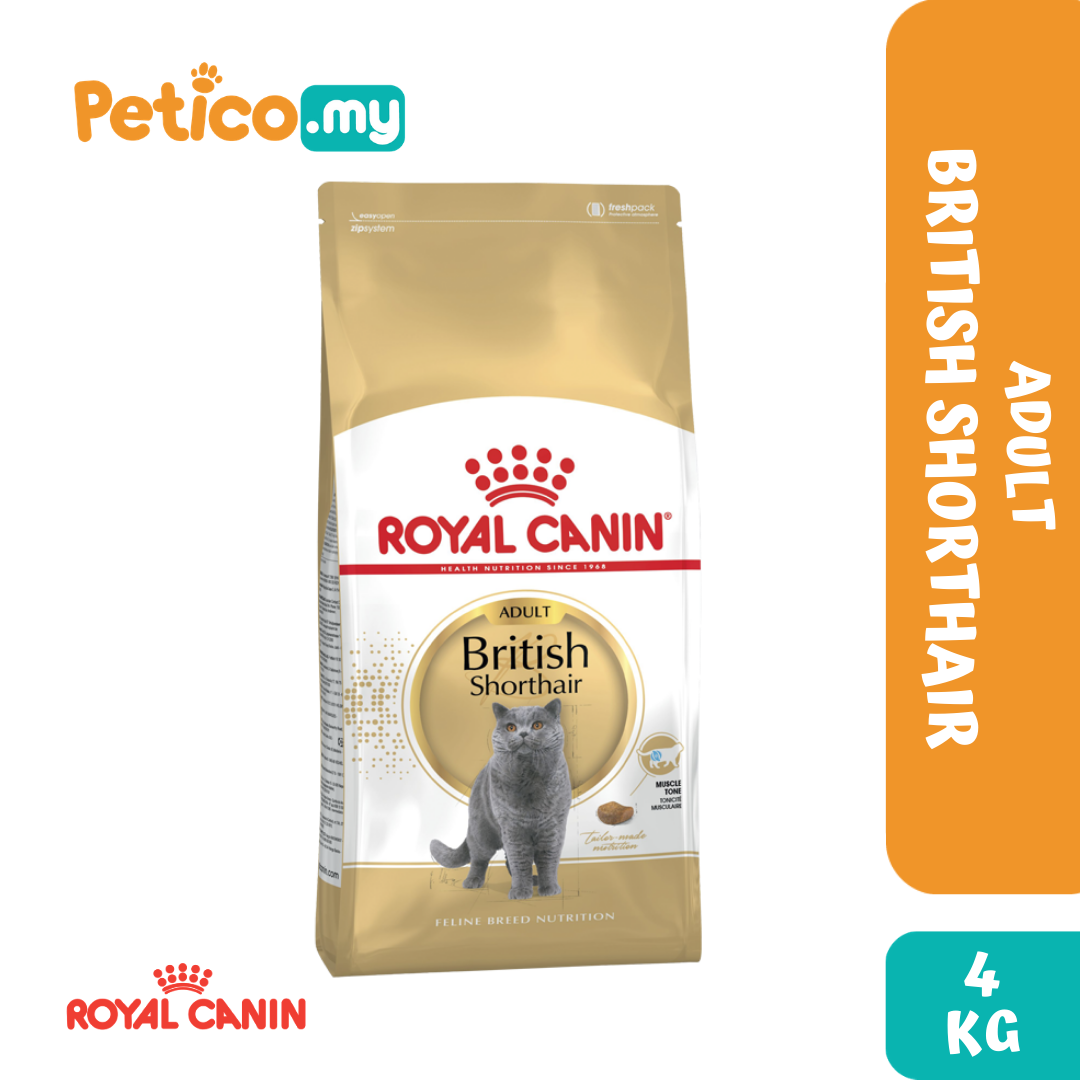 British shorthair outlet 10kg