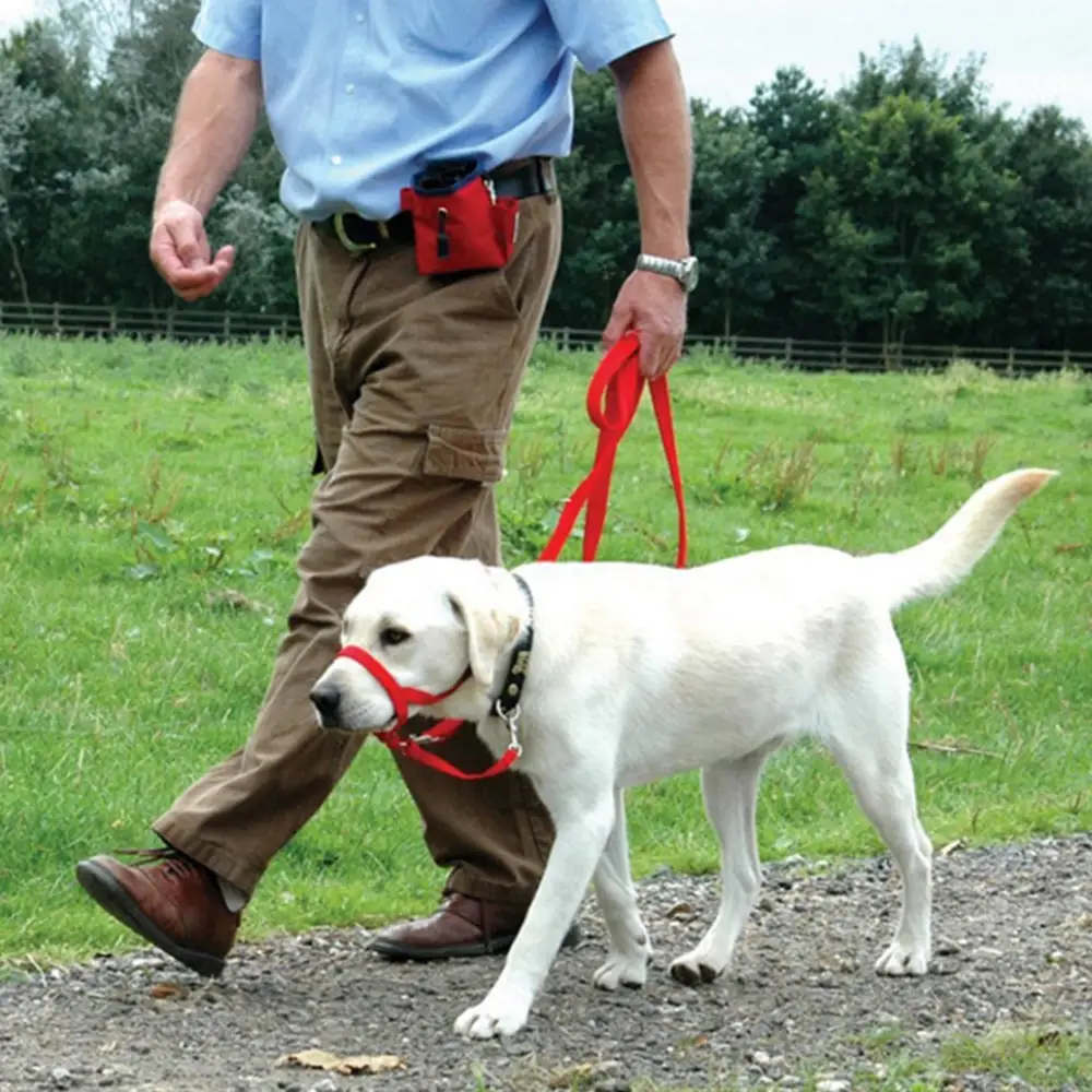 dog snout leash