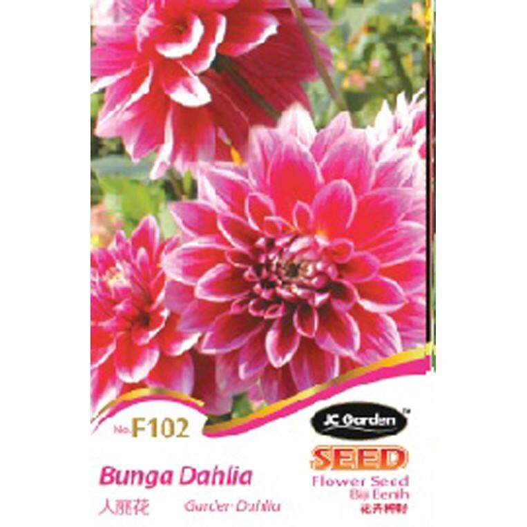 Terbaru 30 Bunga Dahlia English  Gambar Bunga  HD