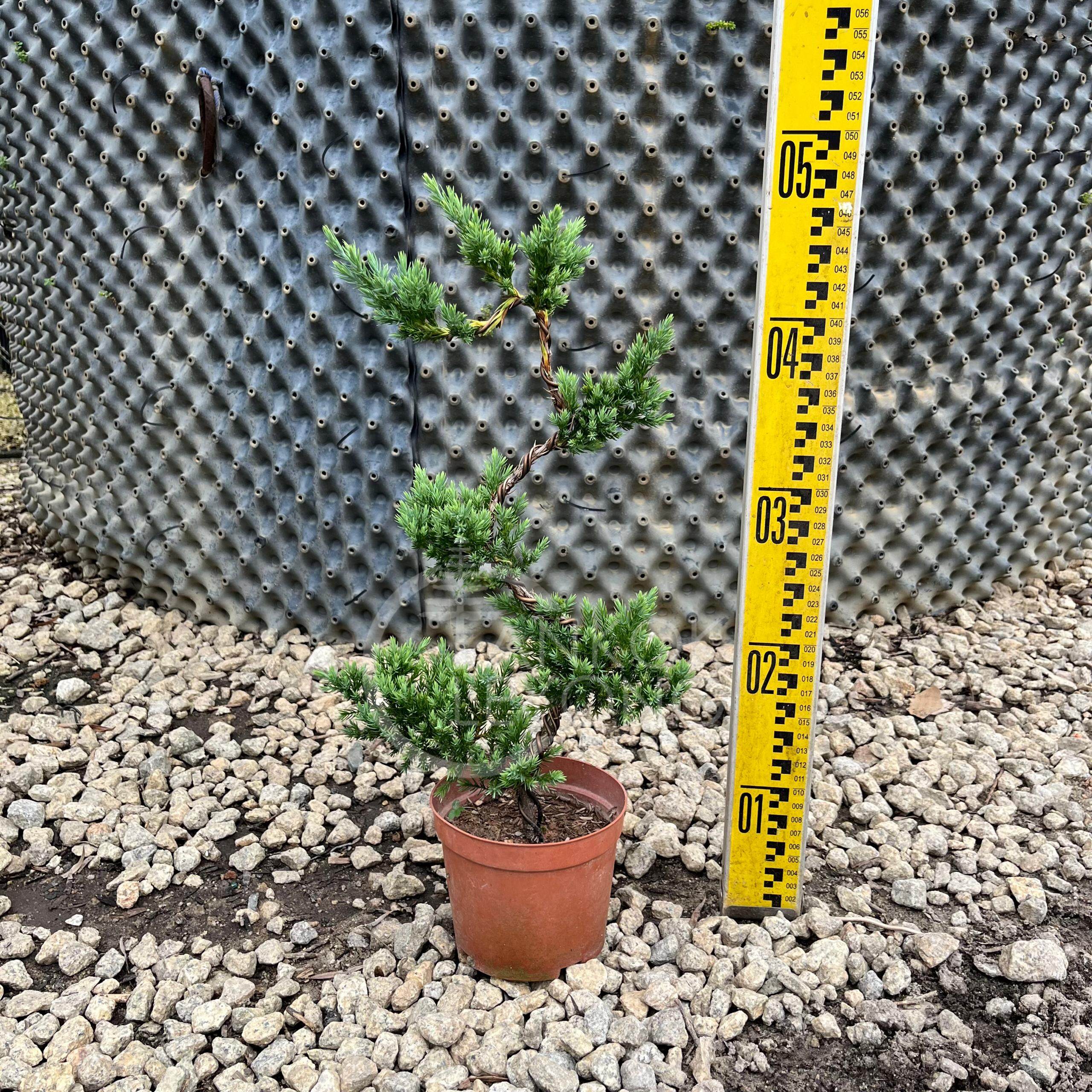 真柏盆栽⑤ TKL - Outdoor Bonsai FengShui Plant Kishū Juniperus