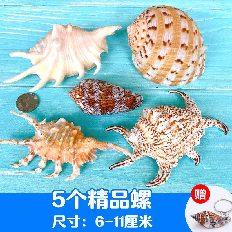 Gambar Natural shell conch starfish fish tank landscaping decoration punching handmade diy wind chimes drift bottle material package decoration