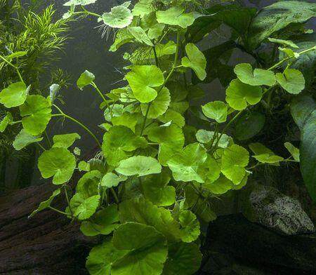 Aquarium Pennywort / Penny Worth Plant