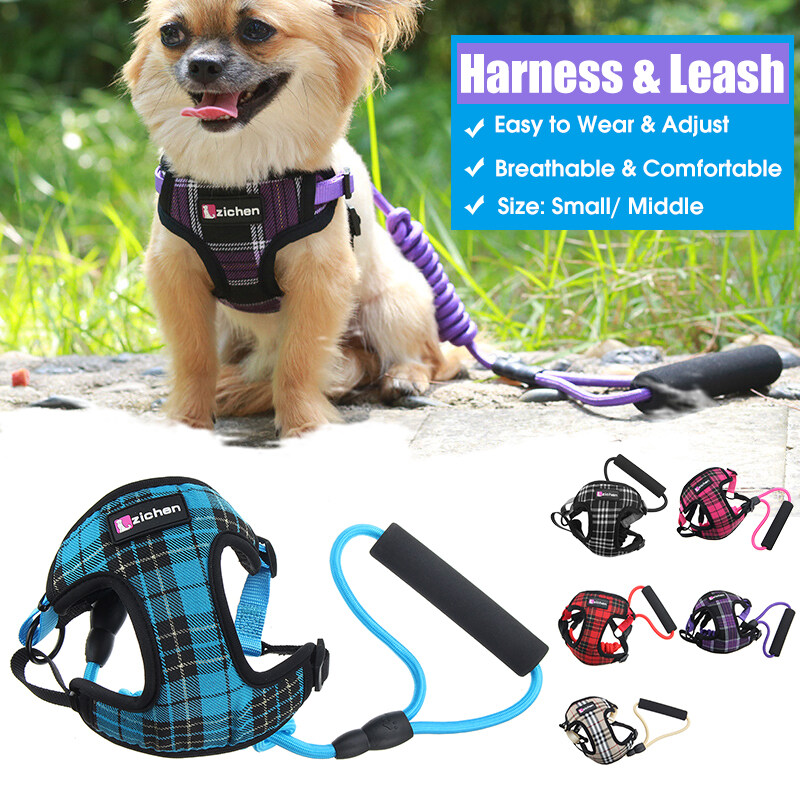 harness and leash