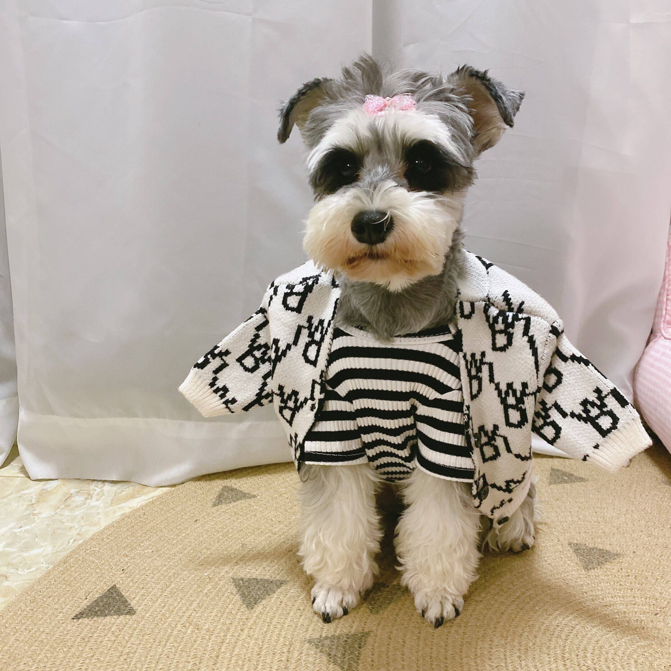 teddy bear schnauzer