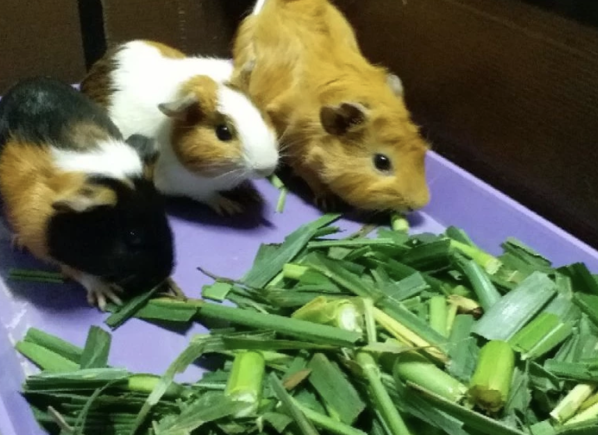 Malaysia Stock Pokok Bidara Kampung Lazada Lazada