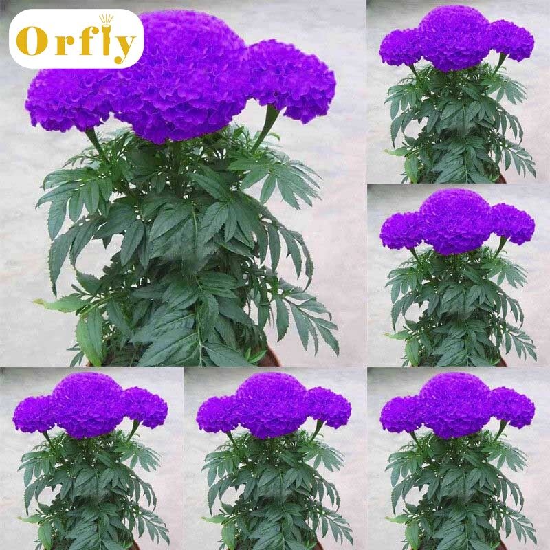 Một túi 100 hạt cúc vạn thọ màu tím trồng trong trang trại