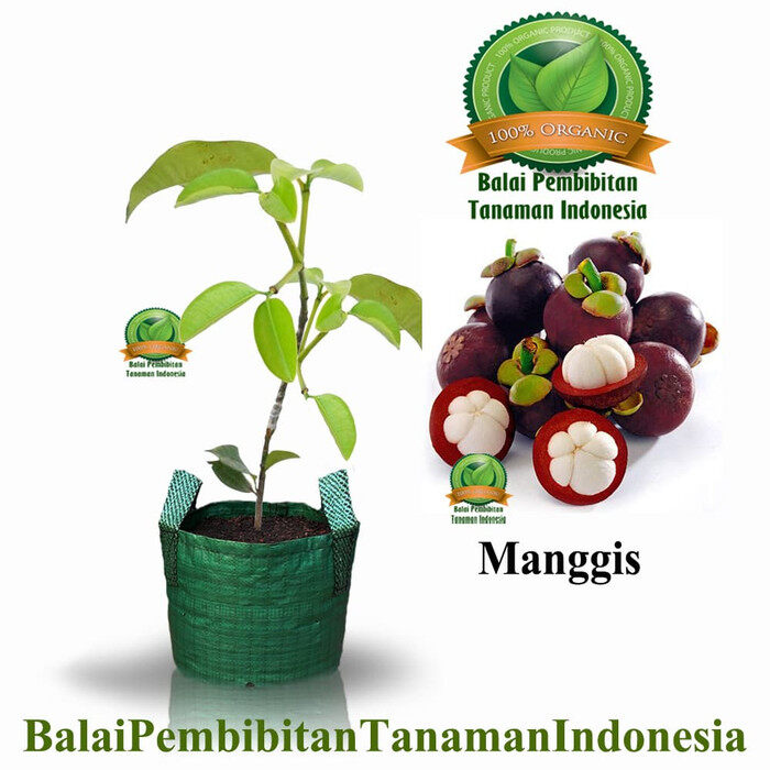 Jual Obral Bibit Manggis / Bibit Buah / Tanaman Di Seller Rumah Bibitku ...