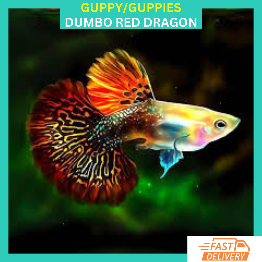 1 TRO - Lve Aquarum Guppy Fsh Hgh Qualty - Red Dragon Halfmoon 1 TRO - Lve Aquarum Guppy Fsh Hgh Qualty - Red Dragon Halfmoon