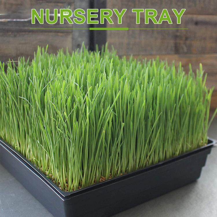 Hydroponic and Fodder Systems 5 Pack Trays for Soil Blocks Wheatgrass
