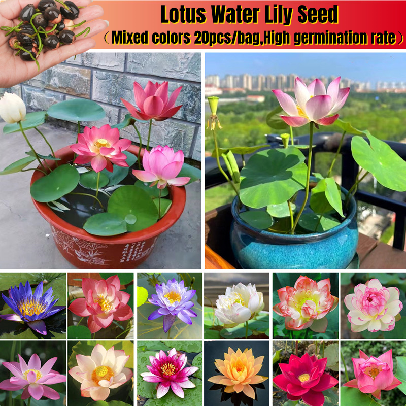 Lin Lan Flower: Imported Dutch Lily & Artificial Water Lily Plant For  Balcony & Weddings | Lazada Malaysia