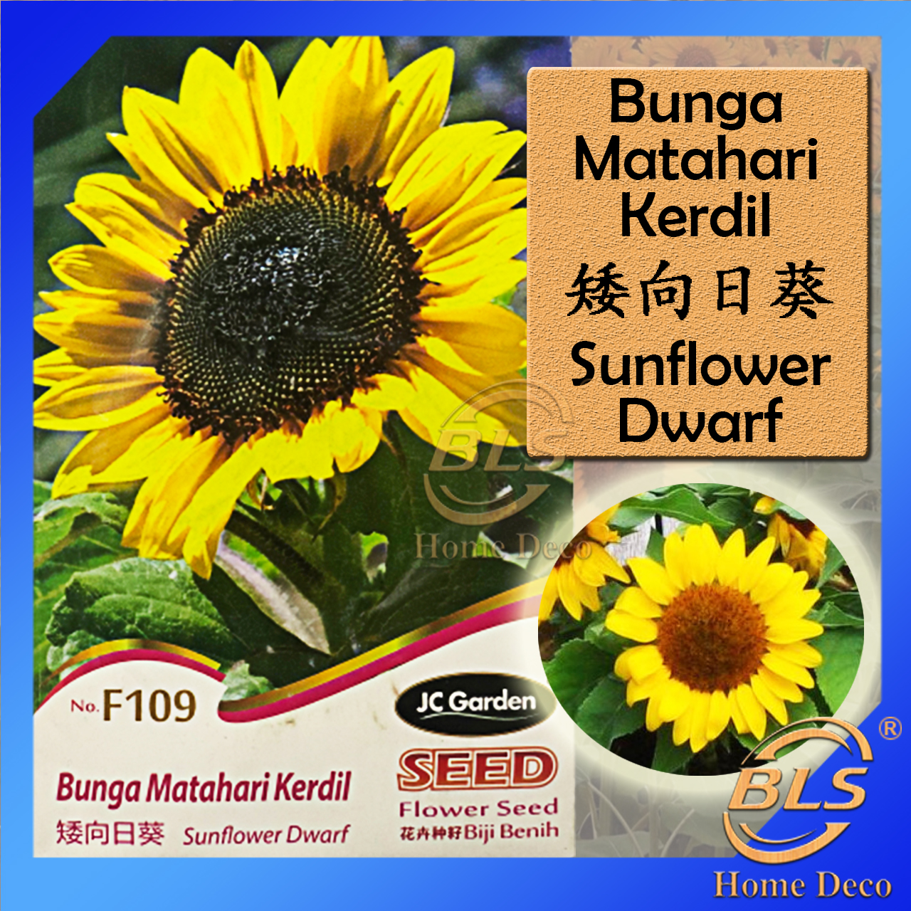 F109 Dwaqrf Sunflower Jc Garden Seed Benih Bunga Matahar Lazada