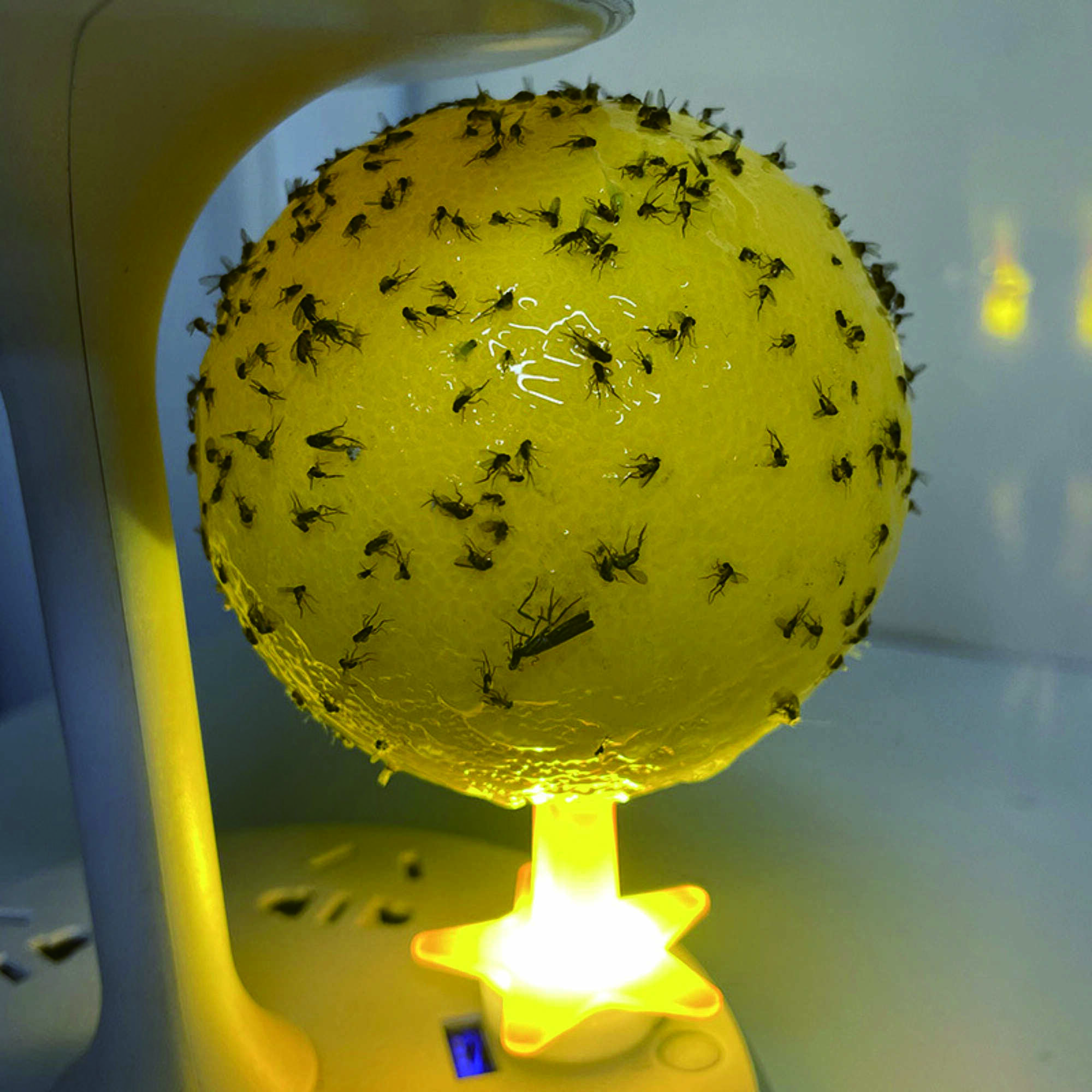 Ruồi giấm bẫy dính ruồi giấm bẫy bóng đa chức năng bay côn trùng bẫy bóng cho ruồi giấm hoverfly Gna