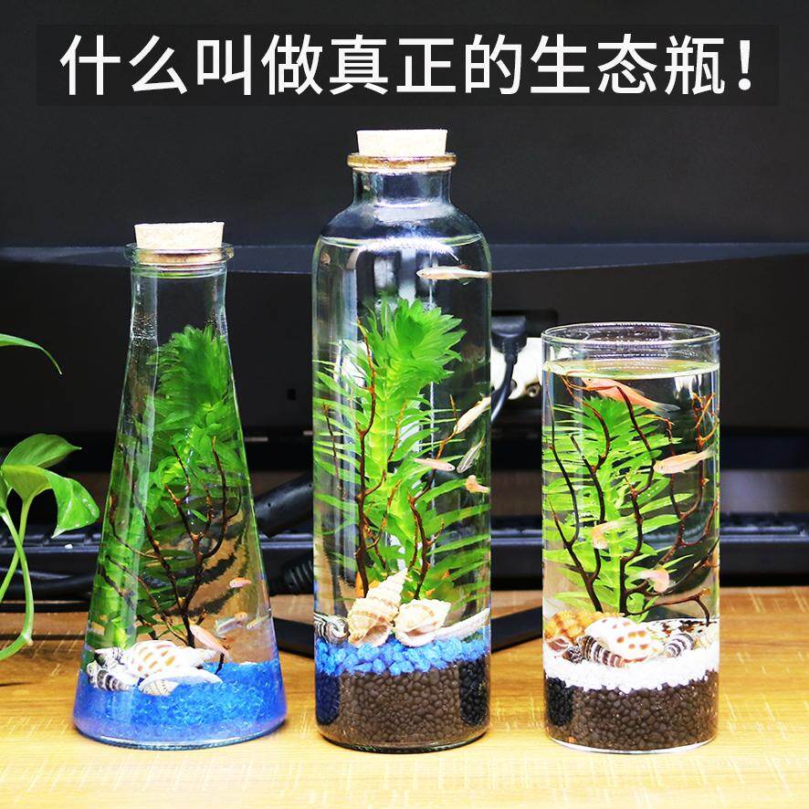 aquarium mini lazada
