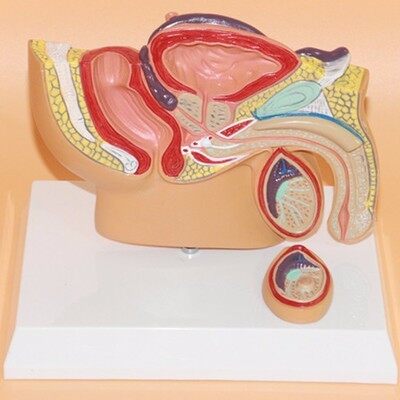 Sistem kemih reproduksi laki-laki mô hình laki-laki panggul testis 18*14*15 cm miễn phí pengiriman