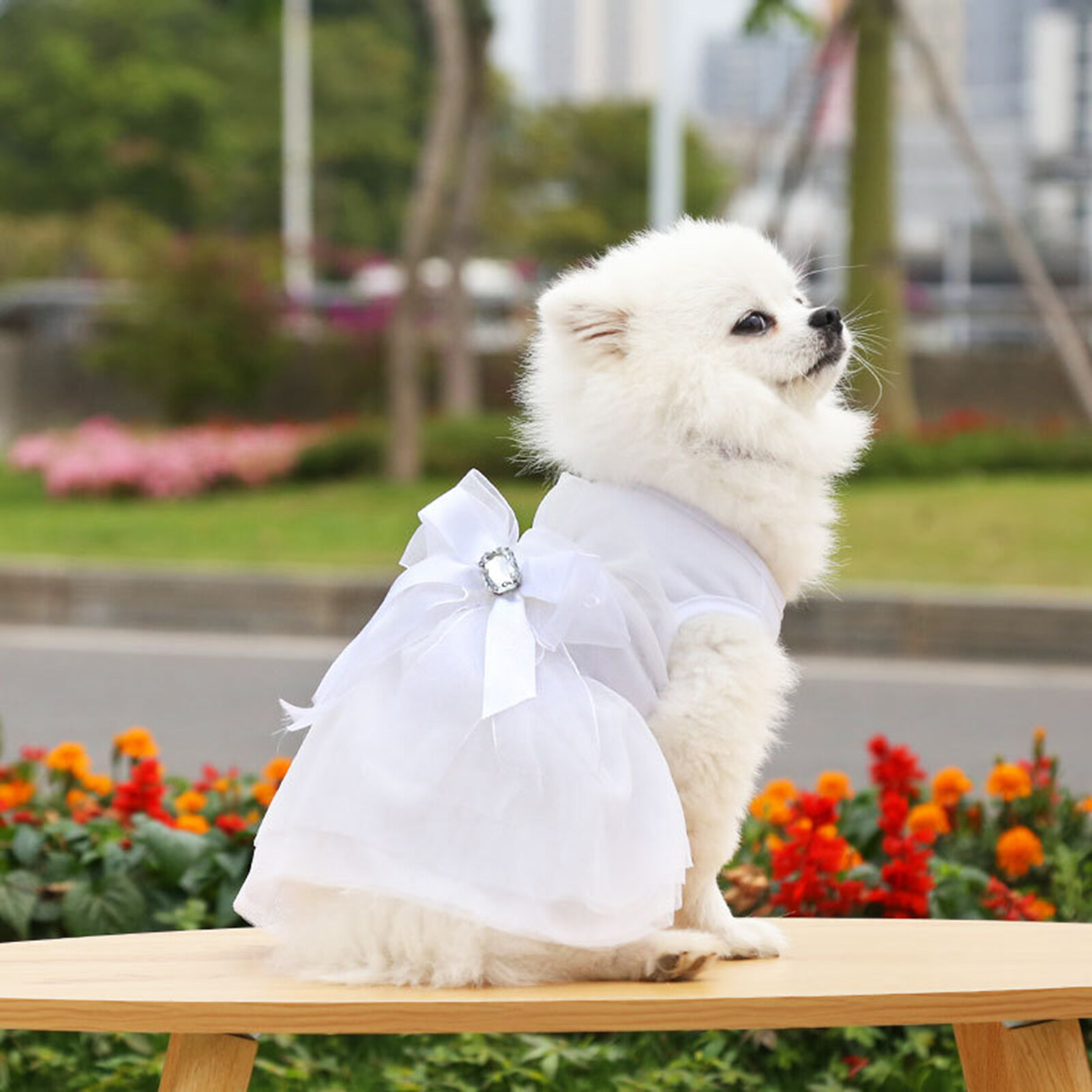 dog frock dress