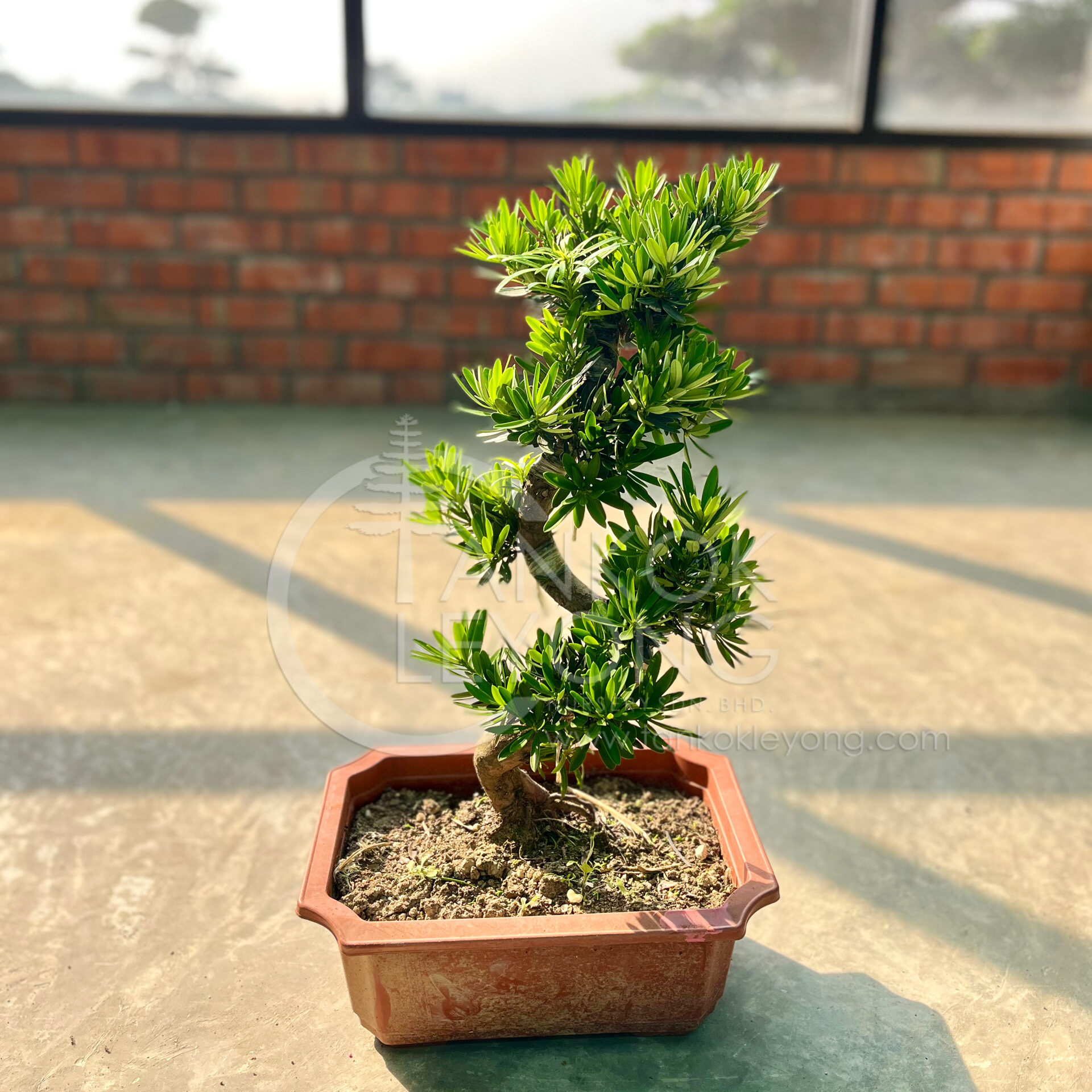 真柏盆栽⑤ TKL - Outdoor Bonsai FengShui Plant Kishū Juniperus